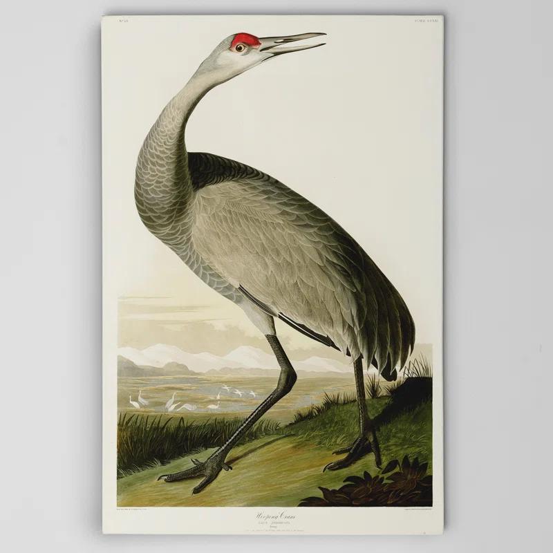 Vault W Artwork " Whooping Crane " by John Audubon