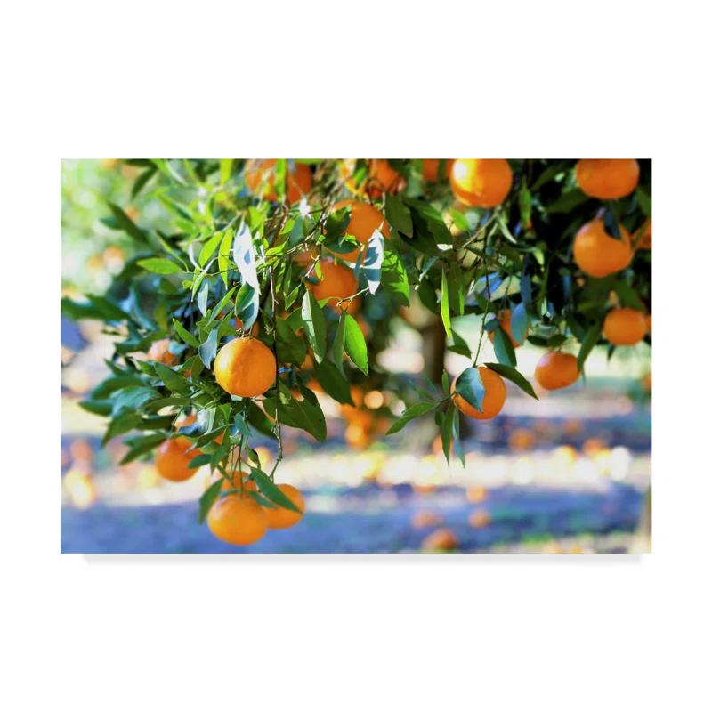 Trademark Fine Art Incredi " Citrus Oranges " by Incredi