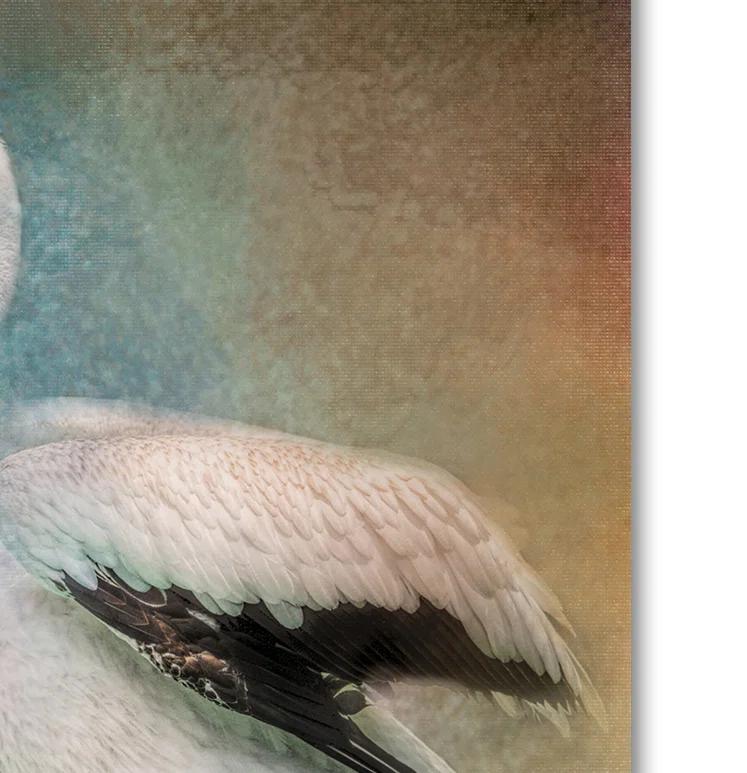 Trademark Fine Art Jai Johnson " Perched Pelican " by Jai Johnson