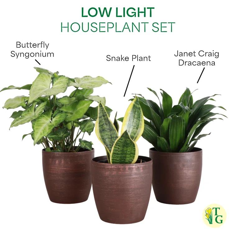Thorsen's Greenhouse Live Low Light Houseplant Set