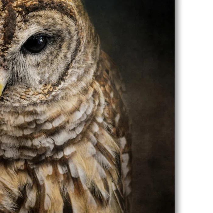 Trademark Fine Art Jai Johnson " Barred Owl And The Moon " by Jai Johnson