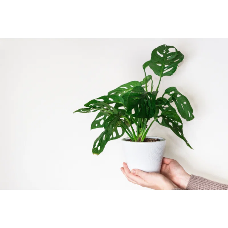 American Plant Exchange Monstera Adansonii Swiss Cheese, 4-Inch Pot, Live Vining Houseplant
