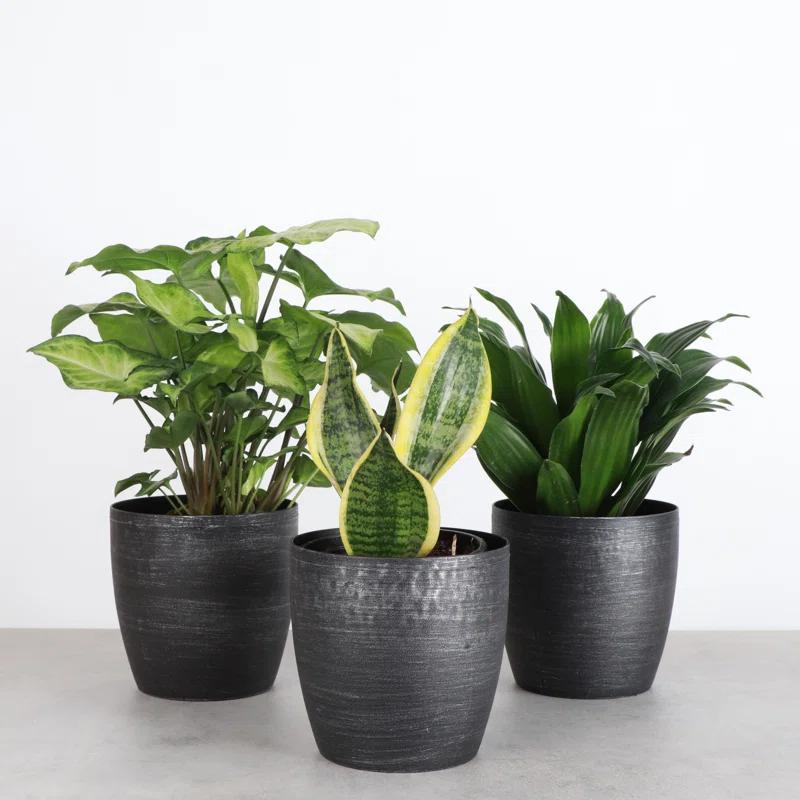 Thorsen's Greenhouse Live Low Light Houseplant Set