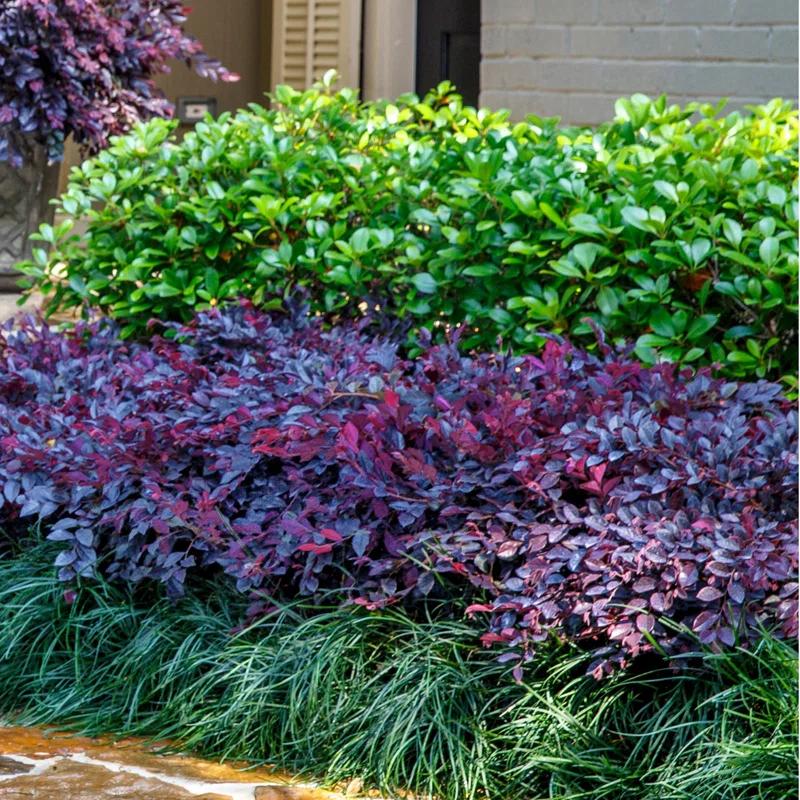 Southern Living Plant Collection 2.5 Qt. Purple Daydream Dwarf Loropetalum - Flowering Evergreen Shrub with Purple Foliage