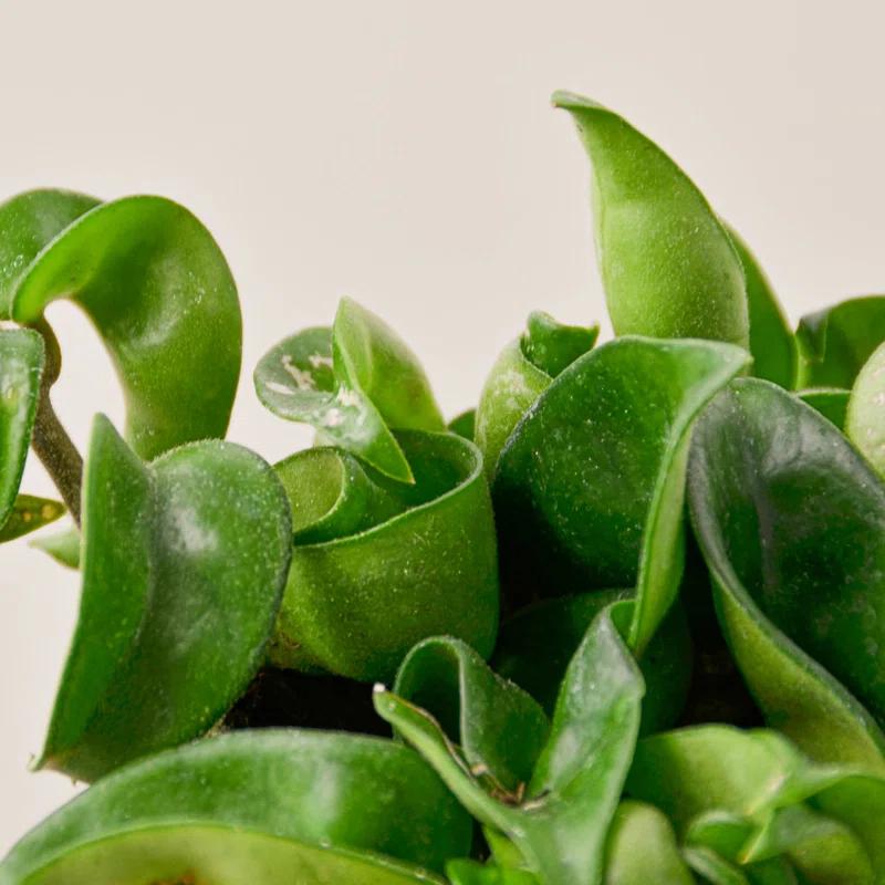 House Plant Shop House Plant Shop Live Foliage Plant