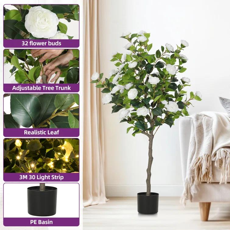 Primrue Primrue 49.2 Camellia Tree Plant (Set of 2)