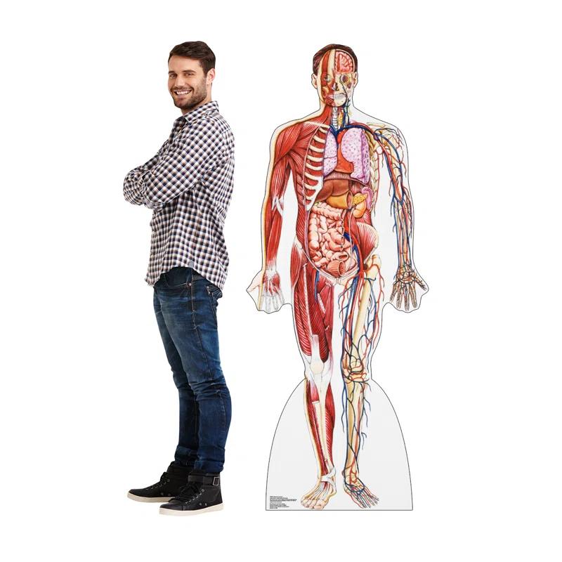 Advanced Graphics Anatomy 72'' Cardboard Standup