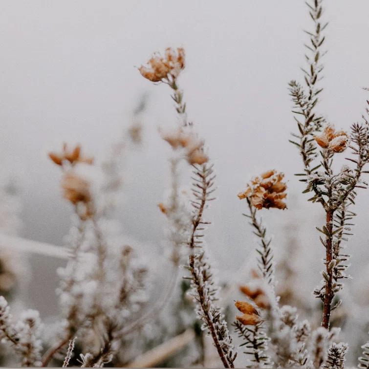 Four Hands Art Studio Annie Spratt " In The Details II " by Annie Spratt