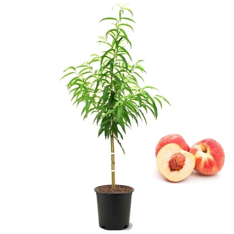 American Plant Exchange Fruit Trees Belle of Georgia Peach Outdoor Landscape Tree, Live Large 5-Gallon Pot