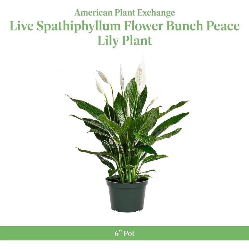 American Plant Exchange Spathiphyllum Peace Lily, Live Flowering Plant, 6-Inch Pot, Low-Light, Easy Care, Air-Purifying Houseplant