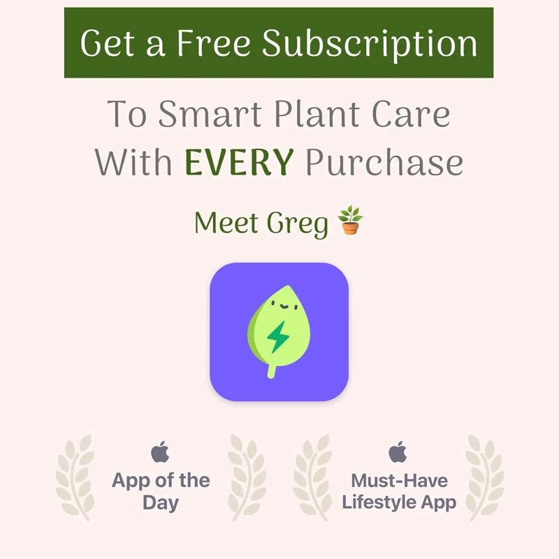 American Plant Exchange Monstera Adansonii Swiss Cheese, 4-Inch Pot, Live Vining Houseplant