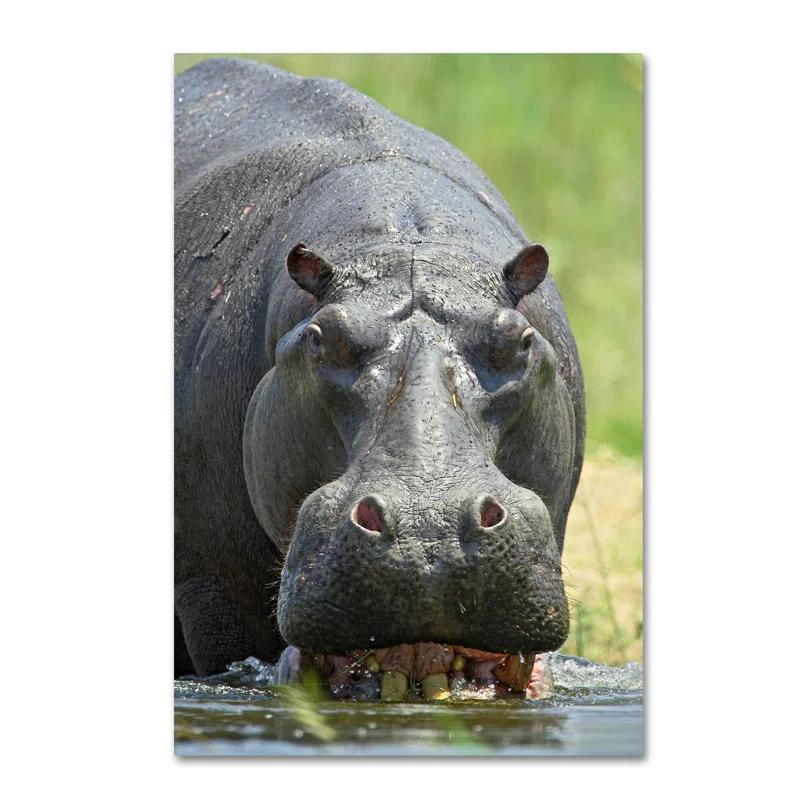 Trademark Fine Art Robert Harding Picture Library " Hippo " by Robert Harding Picture Library