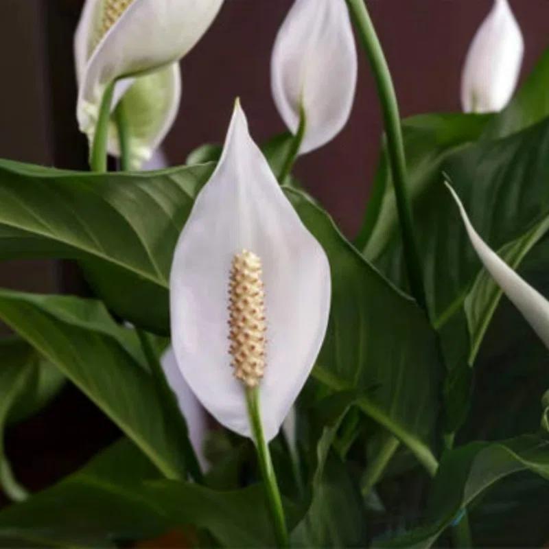 American Plant Exchange Spathiphyllum Peace Lily, Live Flowering Plant, 6-Inch Pot, Low-Light, Easy Care, Air-Purifying Houseplant