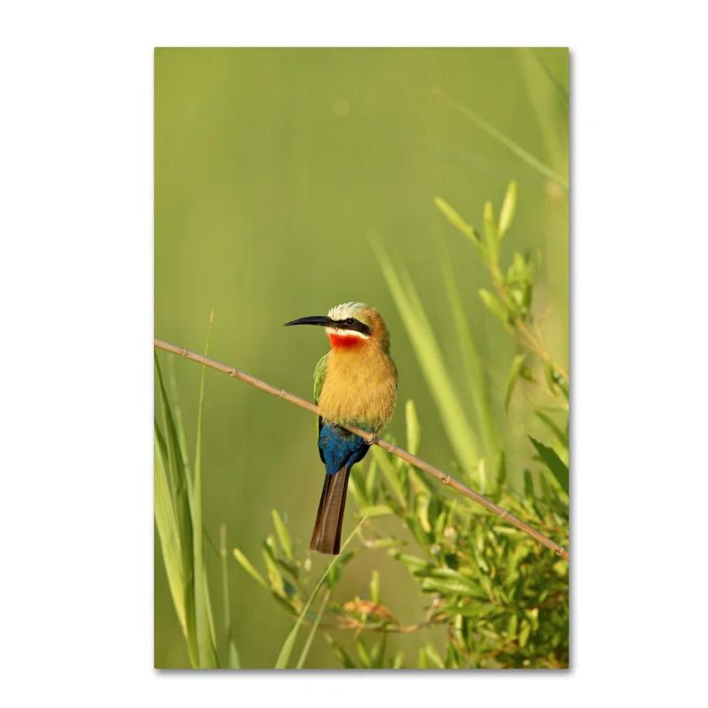 Trademark Fine Art Robert Harding Picture Library " Colorful Birds " by Robert Harding Picture Library