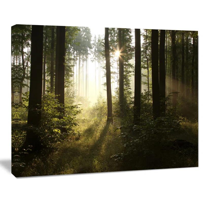 " Early Morning Sun In Misty Forest "