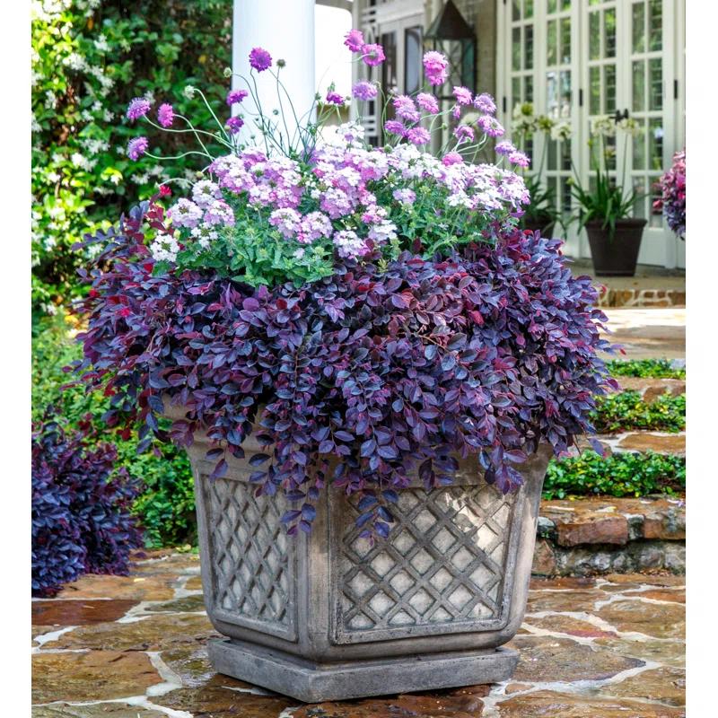 Southern Living Plant Collection 2.5 Qt. Purple Daydream Dwarf Loropetalum - Flowering Evergreen Shrub with Purple Foliage