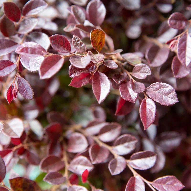 Southern Living Plant Collection 2.5 Qt. Purple Daydream Dwarf Loropetalum - Flowering Evergreen Shrub with Purple Foliage
