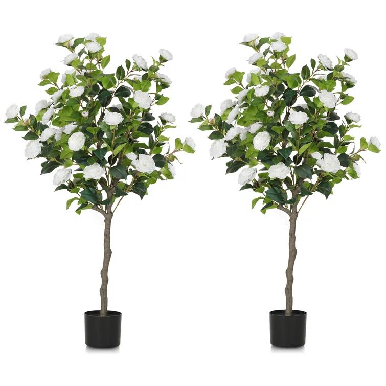 Primrue Primrue 49.2 Camellia Tree Plant (Set of 2)