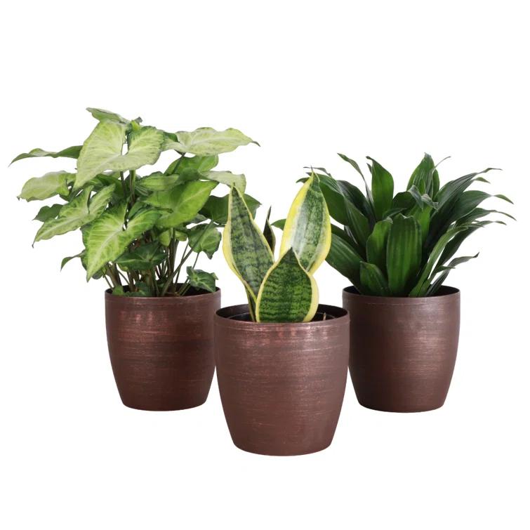 Thorsen's Greenhouse Live Low Light Houseplant Set