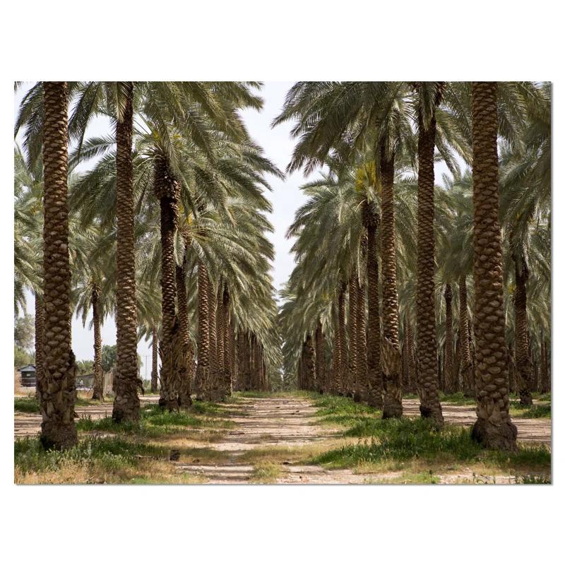 Design Art " Date Palm Plantation Photography "