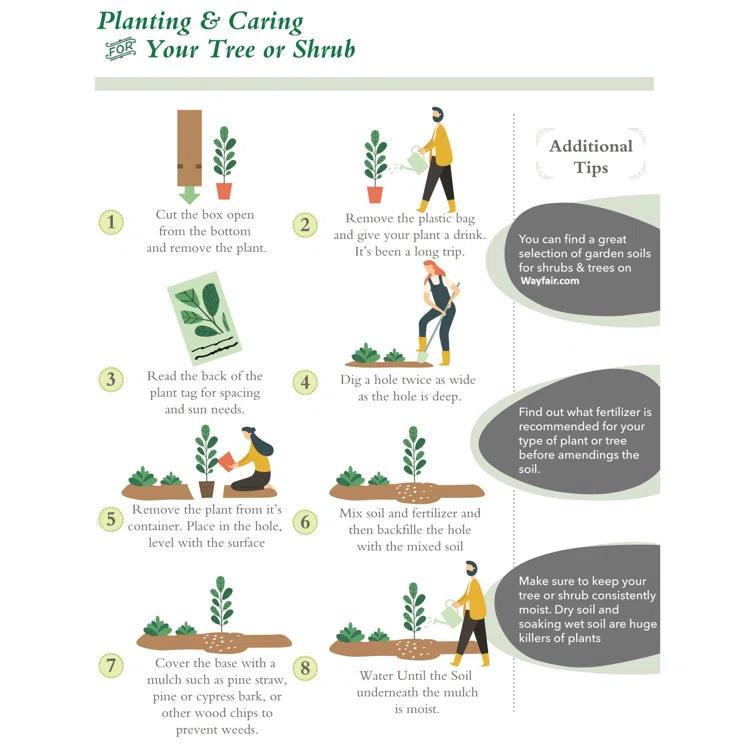 Encore Azalea 1 Gallon Autum Chiffon Encore Azalea Live Low Maintenance Plant