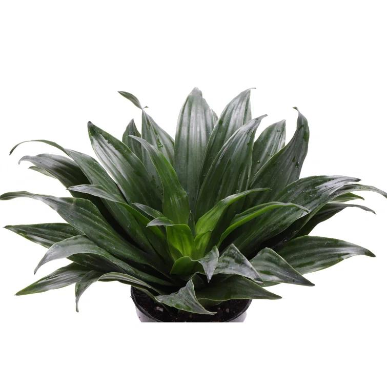 Thorsen's Greenhouse Live Low Light Houseplant Set of 3