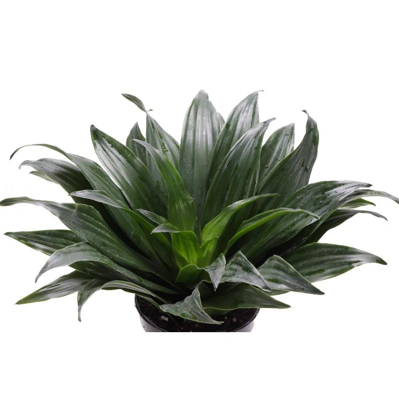 Thorsen's Greenhouse Live Low Light Houseplant Set