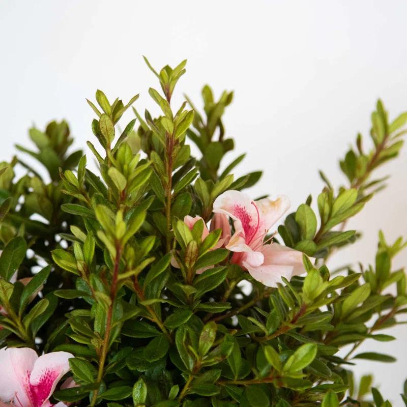 Encore Azalea 1 Gallon Autum Chiffon Encore Azalea Live Low Maintenance Plant