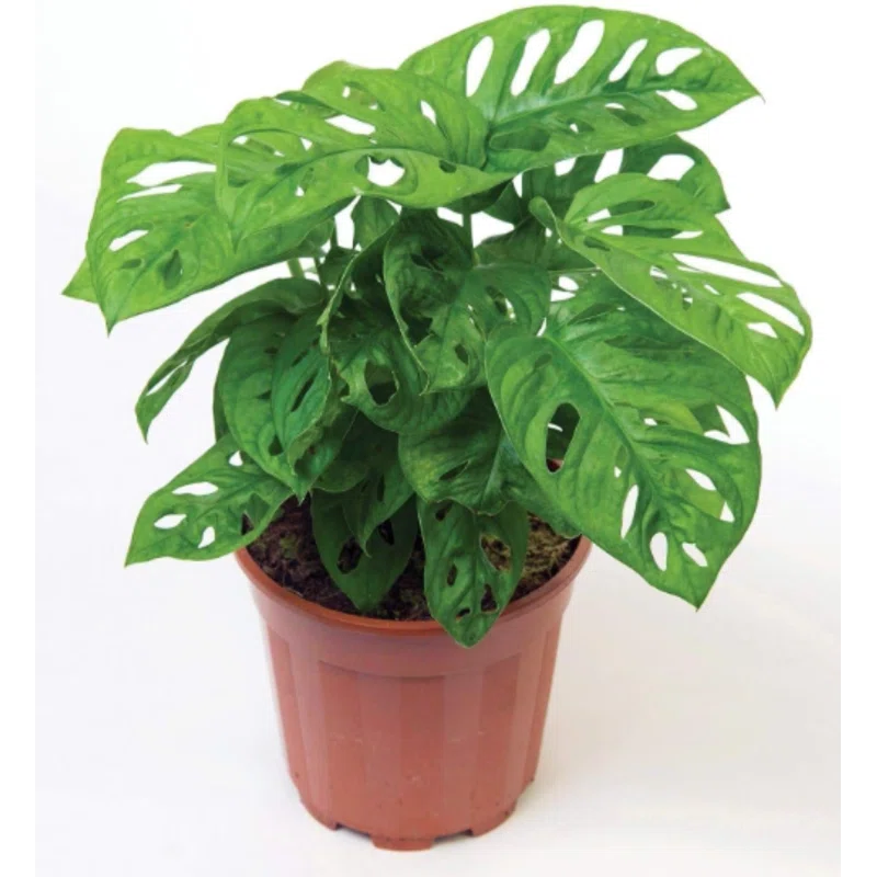 American Plant Exchange Monstera Adansonii Swiss Cheese, 4-Inch Pot, Live Vining Houseplant