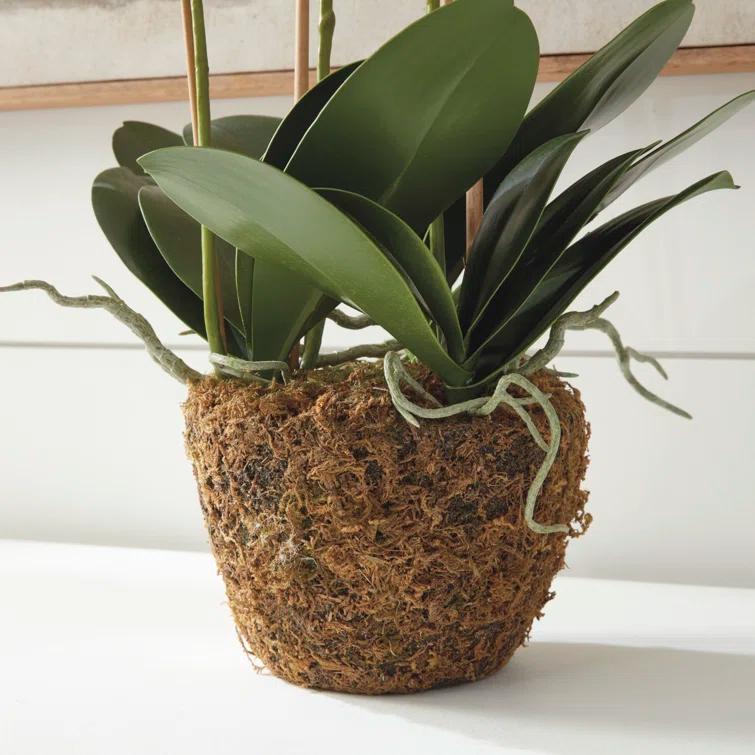 Napa Home and Garden Hand-crafted Phalaenopsis Orchid 30 inch Tall Drop-In