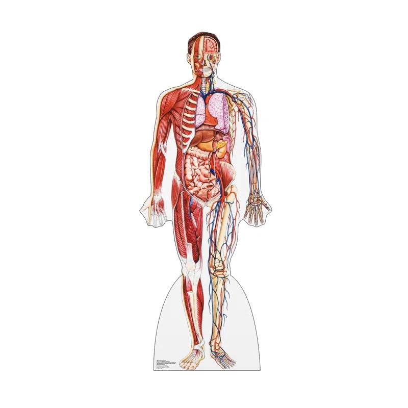 Advanced Graphics Anatomy 72'' Cardboard Standup
