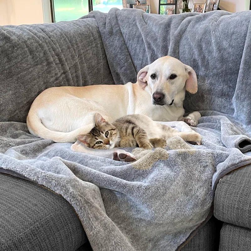 Arlee Cozy Waterproof Pet Throw