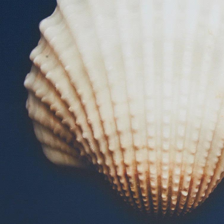 Highland Dunes " Ocean Seashells " by Julie Greenwood 4 - Pieces