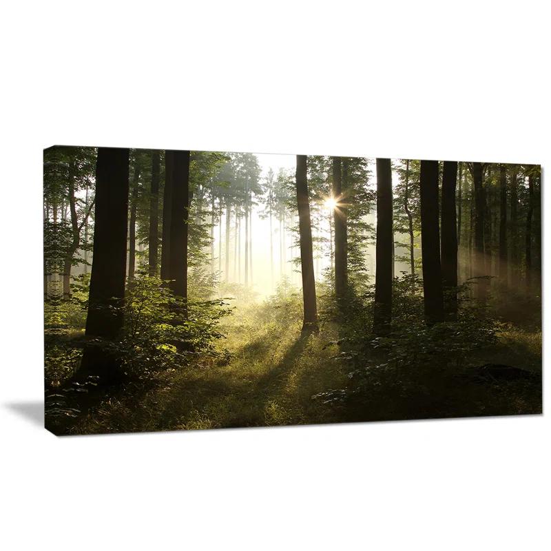 " Early Morning Sun In Misty Forest "