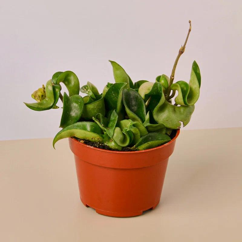 House Plant Shop House Plant Shop Live Foliage Plant