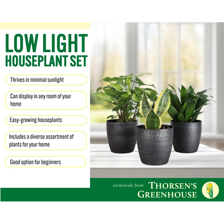 Thorsen's Greenhouse Live Low Light Houseplant Set