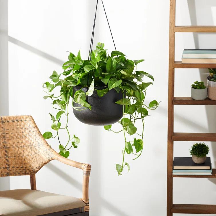 McGrath Hanging Planter