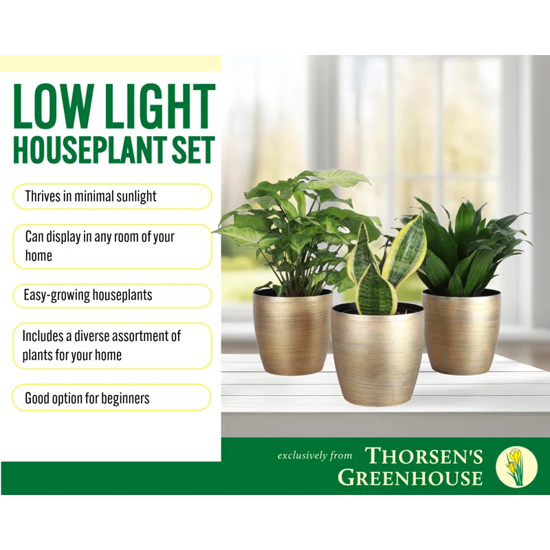 Thorsen's Greenhouse Live Low Light Houseplant Set of 3