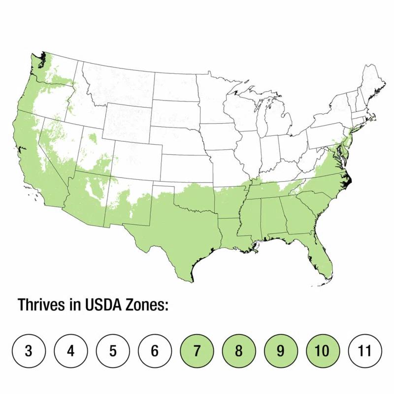 Plants by Mail 2.5 Quart Pampas Grass Live Plant