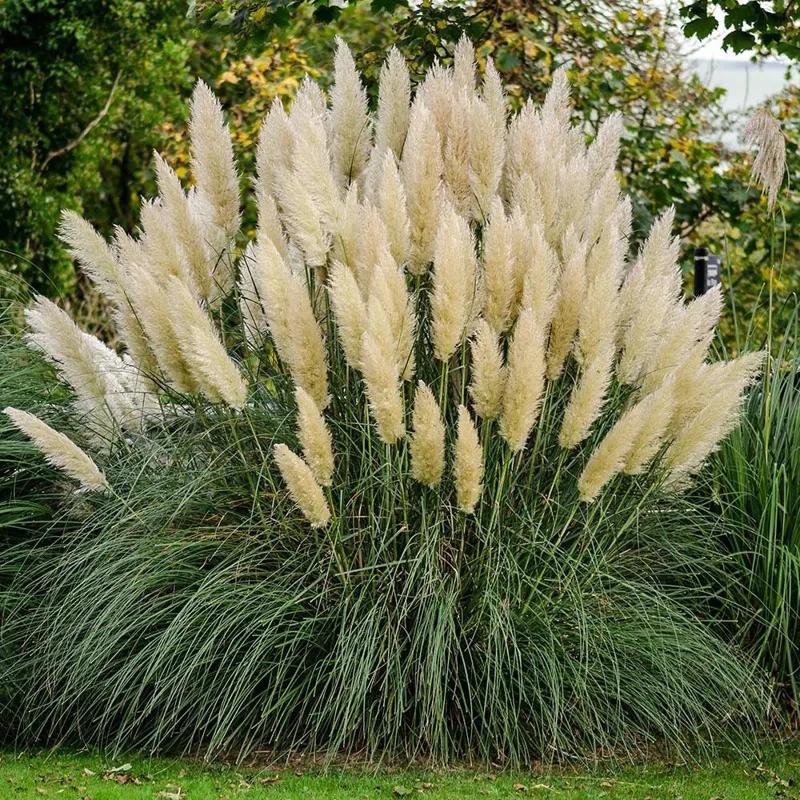 Plants by Mail 2.5 Quart Pampas Grass Live Plant