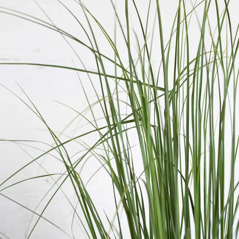 Plants by Mail 2.5 Quart Pampas Grass Live Plant