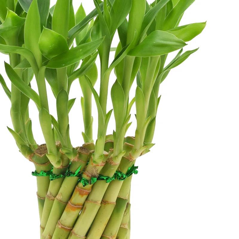 Arcadia Garden Products Arcadia Garden Products Carolina Live Bamboo Plant in Ceramic Planter
