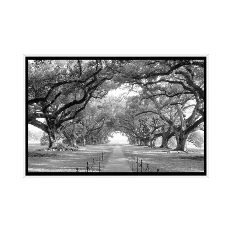 Brick Path Through Alley of Oak Trees, Louisiana, New Orleans, USA Black and White I by Panoramic Images - Graphic Art Print on Canvas
