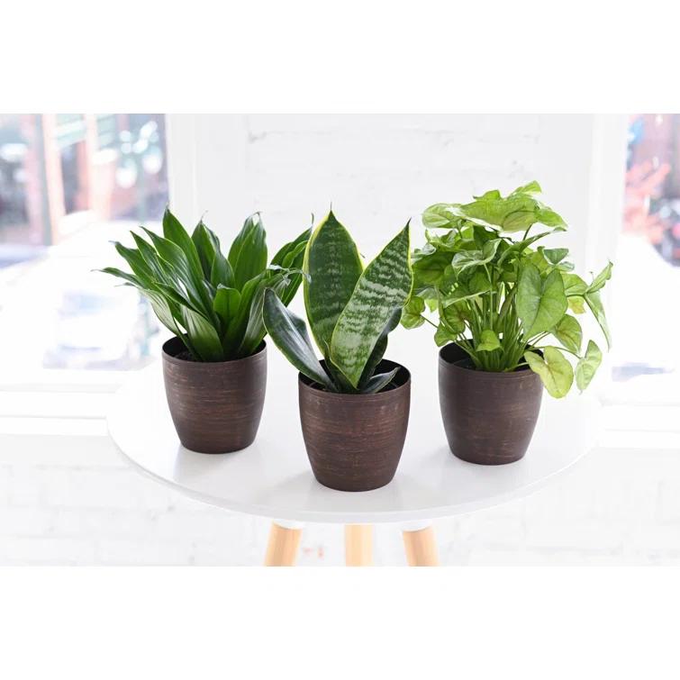 Thorsen's Greenhouse Live Low Light Houseplant Set of 3
