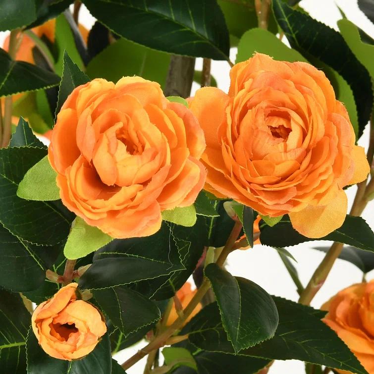 Primrue Primrue 49.2 Camellia Tree Plant (Set of 2)