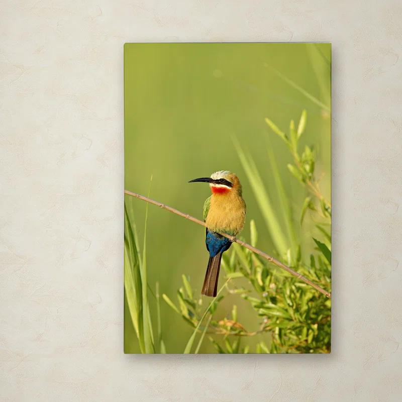Trademark Fine Art Robert Harding Picture Library " Colorful Birds " by Robert Harding Picture Library