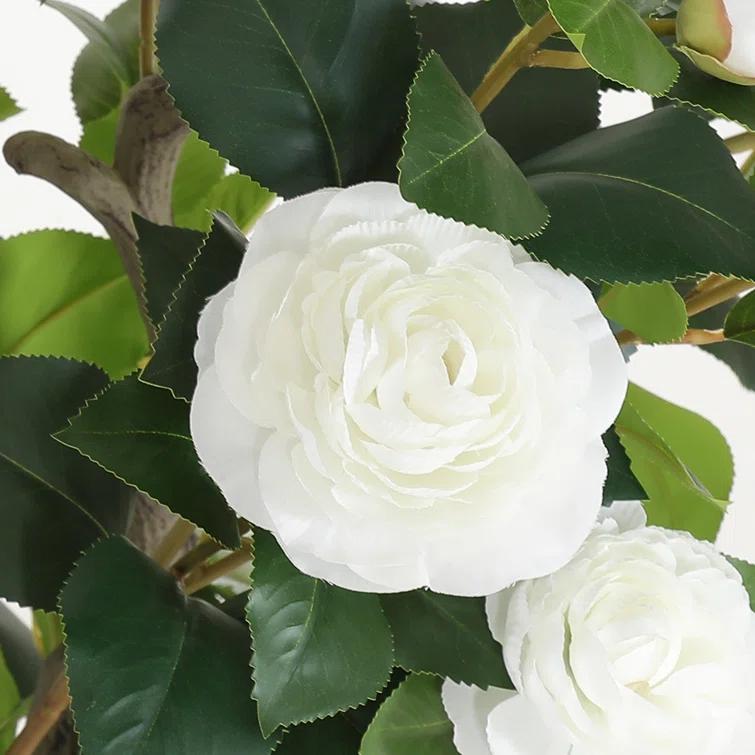 Primrue Primrue 49.2 Camellia Tree Plant (Set of 2)