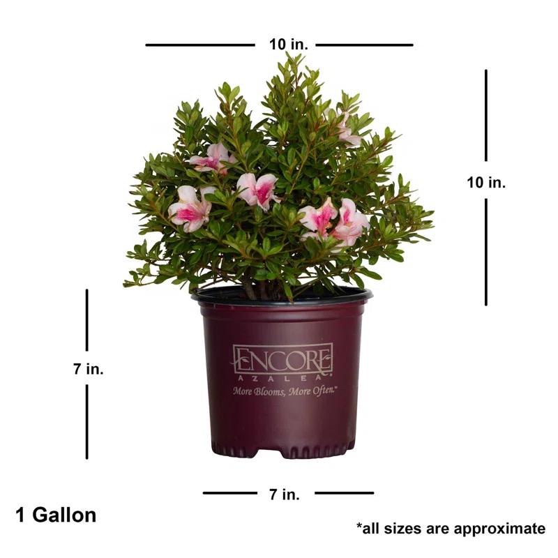 Encore Azalea 1 Gallon Autum Chiffon Encore Azalea Live Low Maintenance Plant