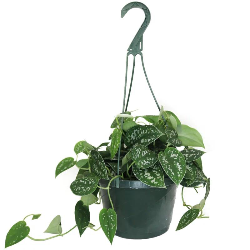 American Plant Exchange American Plant Exchange Silver Satin Pothos Hanging Basket, 8-Inch Pot, Exotic Live Plant, Vining Houseplant Perfect to Hang on Any Hook!