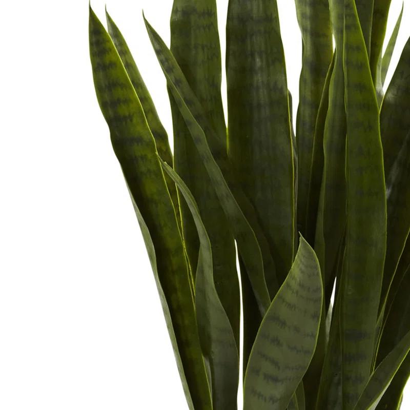 Primrue Sansevieria with Black Planter